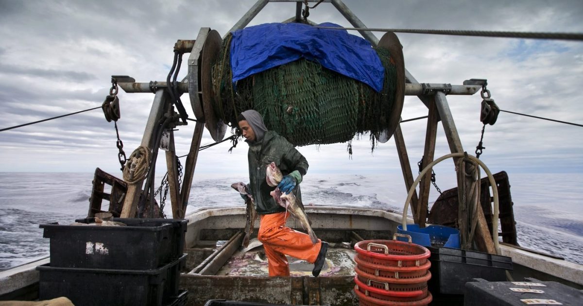 National Newswatch | Federal government ends cod moratorium in…