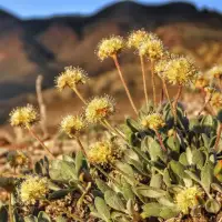 Nevada lithium mine will crush rare plant habitat US said is critical to its survival, lawsuit says