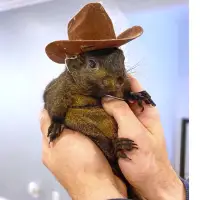 Inside the investigation, seizure and death of Peanut the social media star squirrel