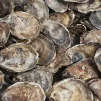 Oyster season opens in P.E.I. for first time since detection of MSX parasite