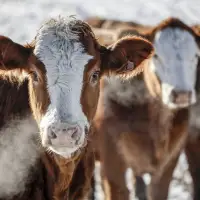 Farmers pleased but anxious after Alberta pauses new on-farm slaughter sale limits