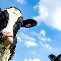 What the U.S. dairy industry really wants from Canada