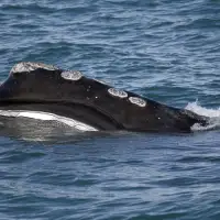 Fishing groups push to postpone protections for endangered right whale to 2035
