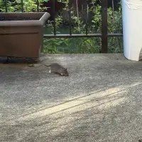 Rat complaints on the rise in Montreal as critics demand city take action