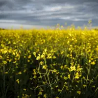 China to impose 75.8 per cent tariffs on Canadian canola, industry braces for impacts