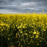 Canadian farmers hoping Carney can find resolution to canola tariffs in China