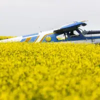 Chinese tariff on canola seed comes into force as producers, premiers demand action