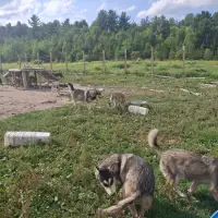 Ontario man who raised a pack of wolf-dogs worries government will euthanize them