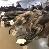 For trappers, the land is their office -- wildfires have them bracing for the worst