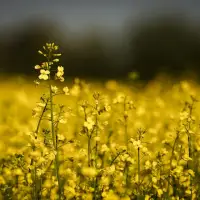 'Mercy of politics': Canadian farmers weigh plans as Chinese tariff hits canola price