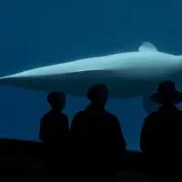 Another beluga and a seal have died at Marineland. The deaths caught Doug Ford's attention