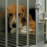 Federal government adopts new strategy to reduce animal testing