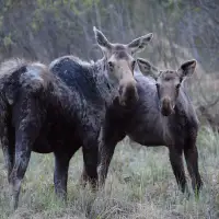 'Complete collapse': Manitoba First Nation takes province to court over moose hunting