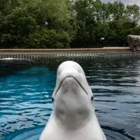 'It's just terrible over there,' Premier Doug Ford says of Marineland