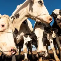 Ottawa weighs greater retail access for U.S. dairy industry