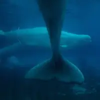 Marineland decries Ottawa decision to bar export of remaining beluga whales to China