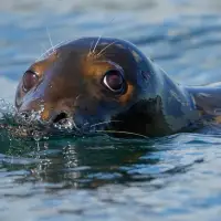 Republicans try to weaken 50-year-old law protecting whales, seals and polar bears