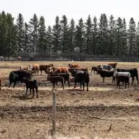 Canadian ranchers want U.K. trade deal terminated