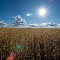 4 Republicans back Senate resolution to undo Trump's tariffs around the globe