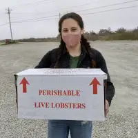 Researchers find microplastics in lobsters caught off the coast of Nova Scotia