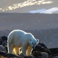 Worker interested in taking polar bear photos at Nunavut site before he was killed