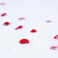 Armed forces and veterans gather for Remembrance Day in Montreal