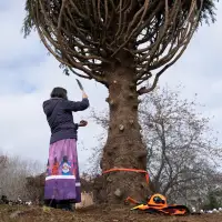 Tariff tensions don't stop annual Christmas tree gift from Nova Scotia to Boston