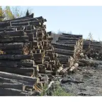 If I was PM, we'd have a tariff-free softwood lumber deal with Trump: Poilievre