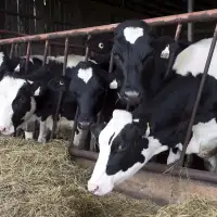 'Frustrating': Veterinarians urge regulatory changes as medicine shortages mount