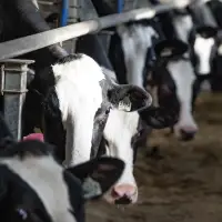 B.C. dairy milk testers on strike, call for fair mileage compensation: union