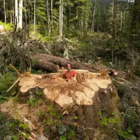 Why was 'incredible' giant cedar cut down, despite B.C.'s big-tree protection law?