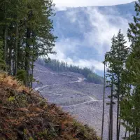 Document reveals approval to harvest remnant old-growth in B.C.'s northwest
