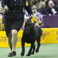 Some N.S. towns have tried to ban 'dangerous' dog breeds without much success