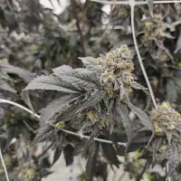 Fact File: Police unaware of any link between human trafficking, N.S. cannabis shops