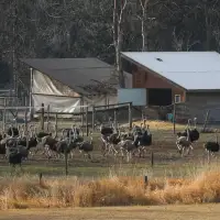 Contentious Canadian ostrich cull cost government agencies more than $6.7M