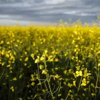 China suspends some canola, seafood tariffs on Canada after Carney visit