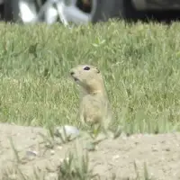 'Long overdue': Prairie farmers welcome renewal of poison to target pesky gophers