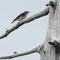 University study finds few improvements to at-risk species in B.C.