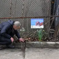 How 're-wilding' can make Canada's cityscapes more climate resilient and bee friendly