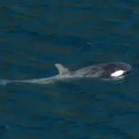 Spring economic update includes plans to cut spending on consultants, protect whales