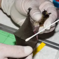 B.C. bats 'do not know the border' -- and Trump funding cuts may put  them in peril