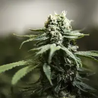 RCMP cannabis raids won't 'hamper' N.B. First Nations pot sale discussions