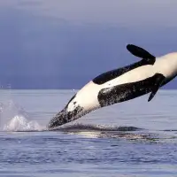 Carney government proposal targets extinction protections for endangered killer whales off B.C. coast