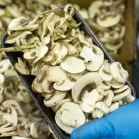 U.S. to slap tariffs on Canadian mushrooms as growers warn of broader risks for agriculture