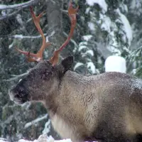 B.C. allowed logging in caribou habitat despite its own ministry's recommendation