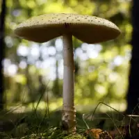 U.S. slaps duties on fresh Canadian mushrooms over subsidy claims