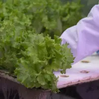 Opposition, unions fear federal cuts could undermine food security