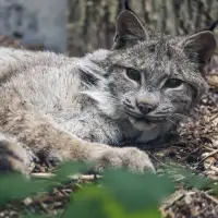 Wab and Lumi: Manitoba premier welcomes rescued, injured lynx to new zoo home
