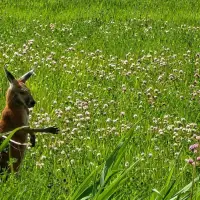 Marsupial on the loose on Montreal's South Shore highlights animal trafficking