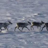 Environmentalists have mixed reactions to Quebec-Ottawa caribou funding deal